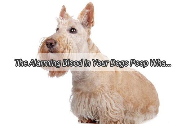 The Alarming Blood in Your Dogs Poop Whats Causing the Tragic Scene